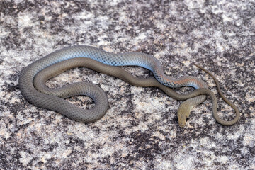 Yellow-faced Whip Snake basking on sandstone rock