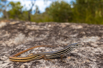Obraz premium Copper-tailed Skink on sandstone rock