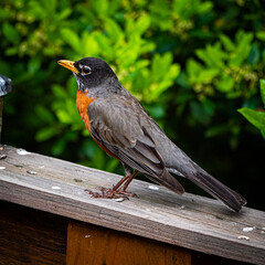 Robin On Fence