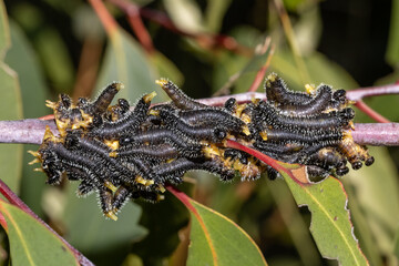 Sawfly larvae on Eucalyptus Tree Branch