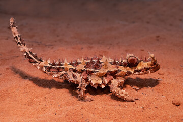 Thorny Devil Lizard from arid Australia