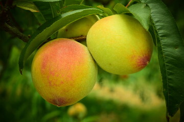 peaches on a branch