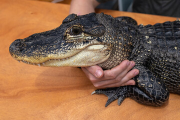 Reptile handler with American Alligator