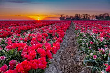 Tuinposter Tulip field in The Netherlands, colorful tulip fields in Flevoland Noordoostpolder Holland, Dutch Spring views in the Netherlands © Fokke Baarssen
