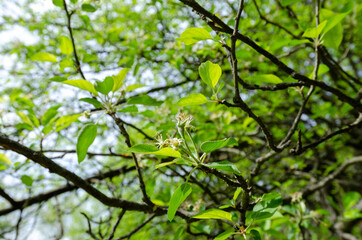 Apple blossoms forming on an apple tree