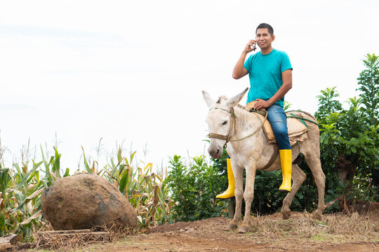 Latino farmer making a call. Cowboy riding a donkey while using a cell phone. Countryside.