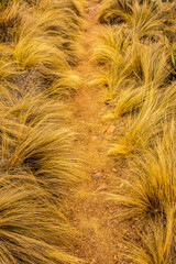Narrow Trail Cuts Through Fluffy Grass Field