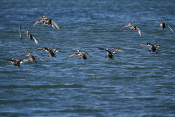オナガガモの飛び立ち