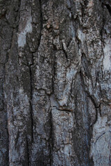 Fototapeta premium Textured tree bark detail background close up