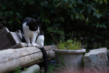 身をかがめるねこ