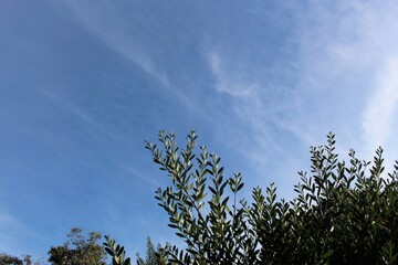 Coastal Wattle  (Acacia sophorae) against blue winter sky, South Australia