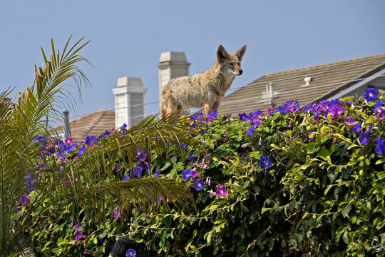 Coyote standing on top of wall covered in morning glories with two-story homes in the background, Huntington Beach, Orange County, California