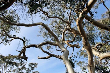 Pink Gums (Eucalyptus fasciculosa) in winter, South Australia