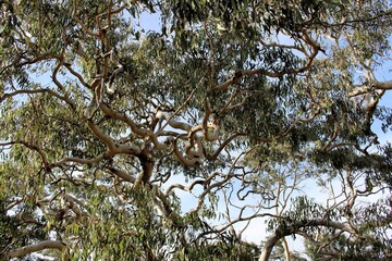 Pink Gums (Eucalyptus fasciculosa) in winter, South Australia