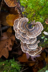 Turkey Tail Medicinal Mushroom (Trametes versicolor)