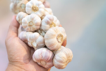 garlic ground in hand,Several garlic heads that are tied together for the beauty and convenience of the consumer.