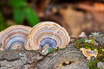 Turkey Tail Medicinal Mushroom (Trametes versicolor) - obrazy, fototapety, plakaty