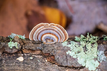 Turkey Tail Medicinal Mushroom (Trametes versicolor)