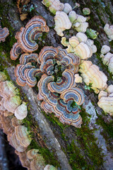 Turkey Tail Medicinal Mushroom (Trametes versicolor)