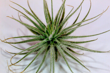 Naklejka na ściany i meble tillandsia tectorum air plant macro