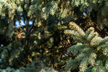 spring shoots on the branches of blue spruce