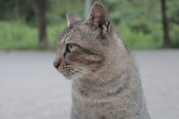 portrait of a cat