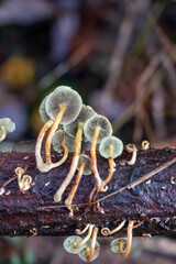 Poisonous Suplhur tuft (Hypholoma fasciculate) mushroom 