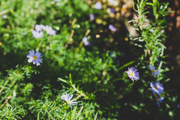 close-up of lillac purple daisy plant  with flowers outdoor in sunny backyard