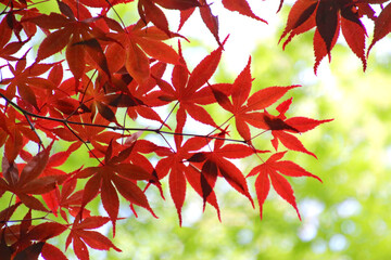 ノムラカエデ（カエデ科）