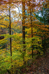 Colorful autumn in the forest