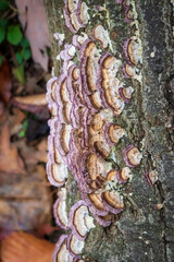 Violet-toothed polypore (Trichaptum biforme) in the woods