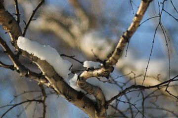 owl on branch