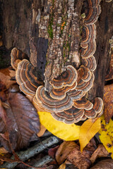 Medicinal turkey tail (Trametes versicolor) polypore mushroom 