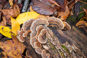 Medicinal turkey tail (Trametes versicolor) polypore mushroom 