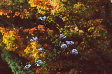 autumn trees with beautiful yellow and orange leaves