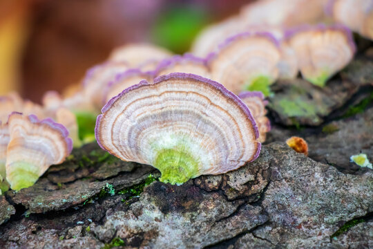 Violet-toothed polypore (Trichaptum biforme) in the woods