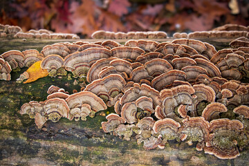 Medicinal turkey tail (Trametes versicolor) polypore mushroom 