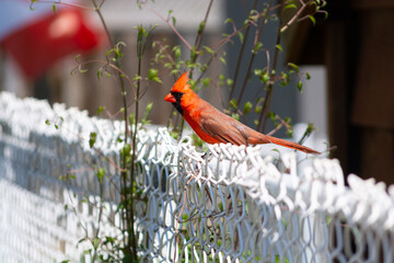 red cardinal
