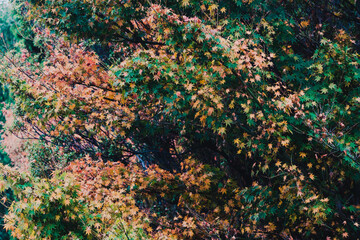 autumn trees with beautiful yellow and orange leaves