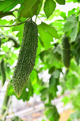 건강식품인 여주 열매