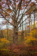 Big tree in autumn