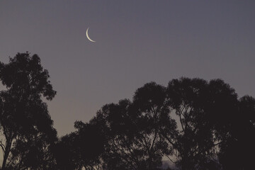 crescent moon in the twilight sky over eucalyptus gum trees silhouettes