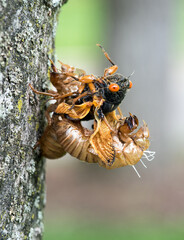 Emerging Cicada from Skin with Wet Wings