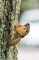 17-year Cicada Partially Emerged from Skin