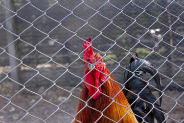 Red rooster in the farm. 
