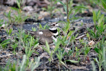 Killdeer