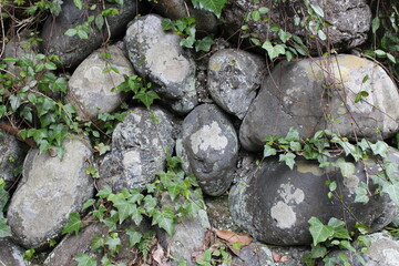 Ivy and stone wall at Hiking in Japan