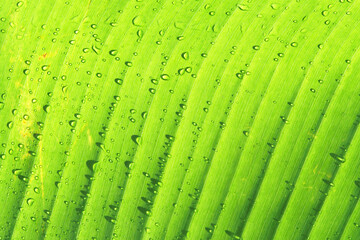 Green leaves pattern for nature Background.