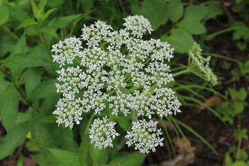Cow parsnip umbels at Somme Woods in Northbrook, Illinois
