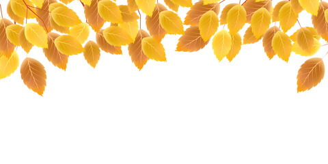 紅葉　葉　秋　背景